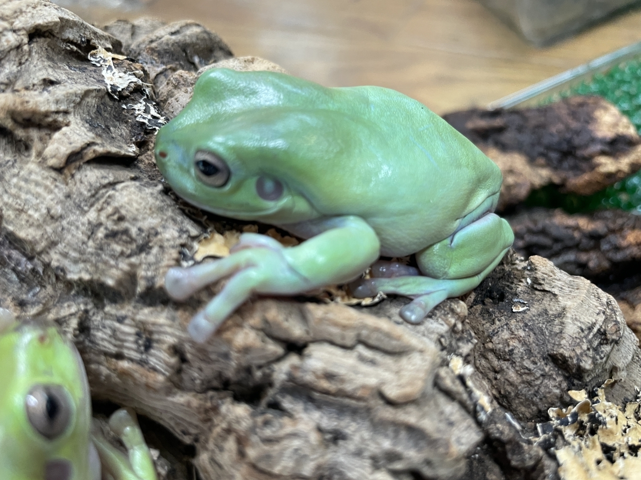 イエアメガエル(2)