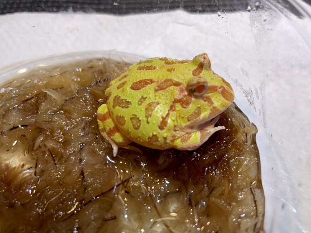 クランウェルツノガエル（アルビノ）