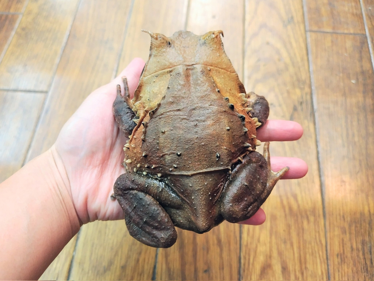 インターメディアフトコノハガエル(2)