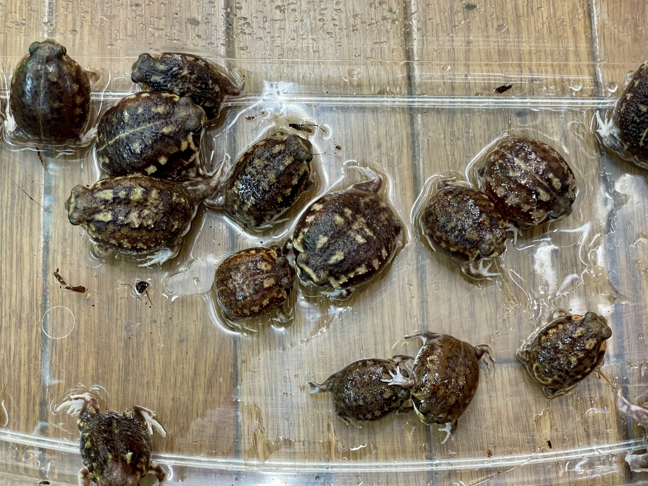 アメフクラガエル(6)