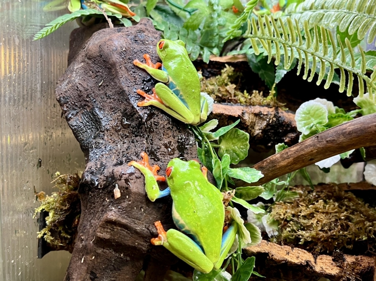 アカメアマガエル(2)