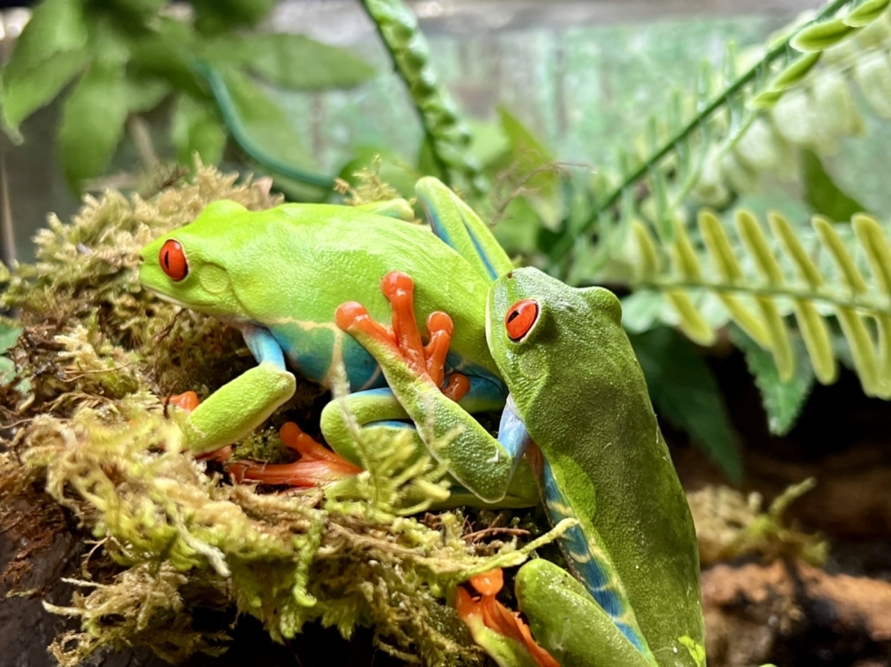 アカメアマガエル(3)