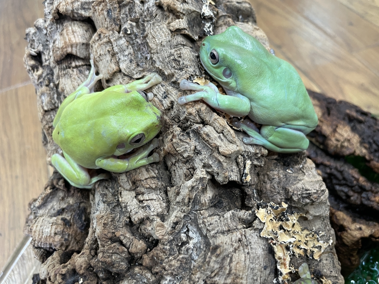 イエアメガエル(1)
