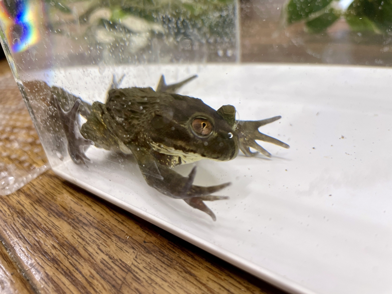 ヘルメットガエル(2)