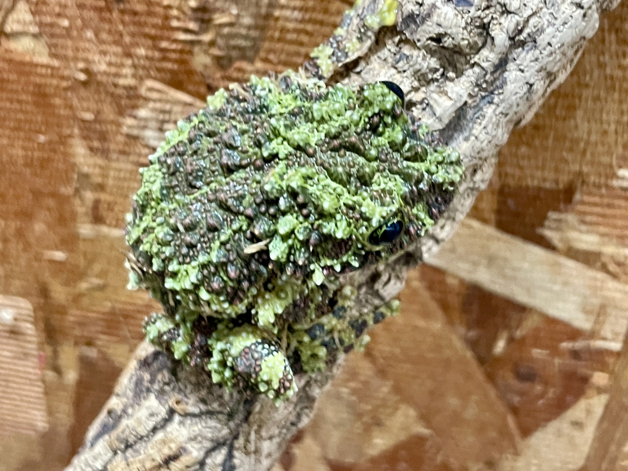 ベトナムモッシーフロッグ(3)