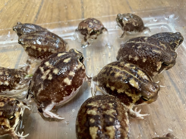 アメフクラガエル