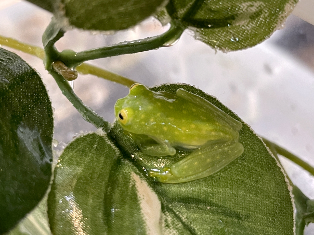 フライシュマンアマガエルモドキ（グミガエル）(2)