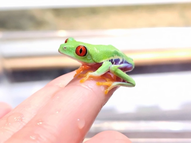 アカメアマガエル