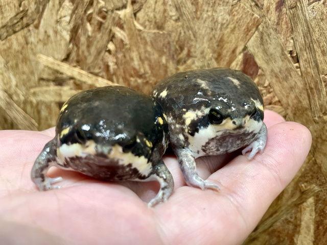 パワーズフクラガエル