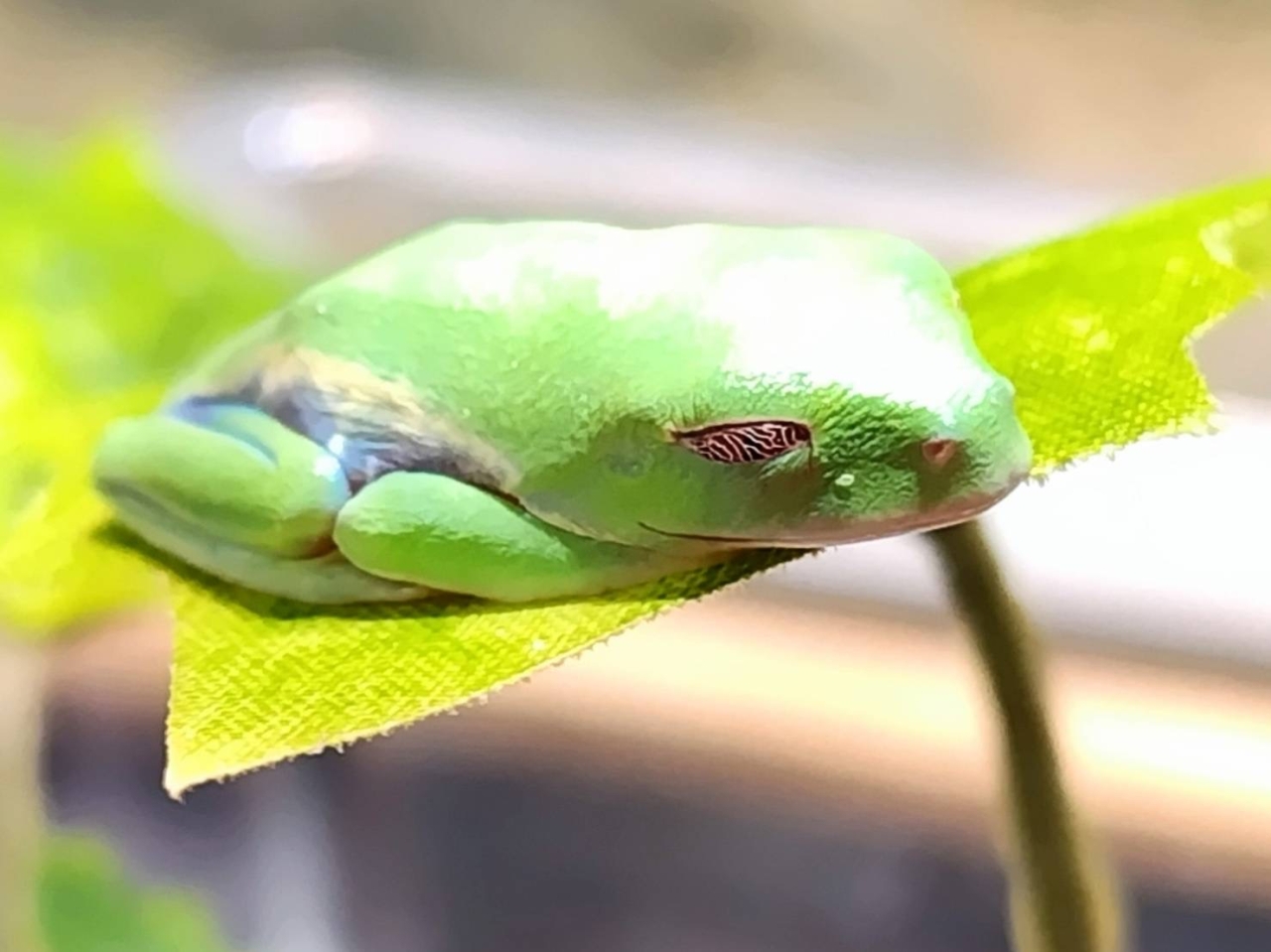 アカメアマガエル(3)