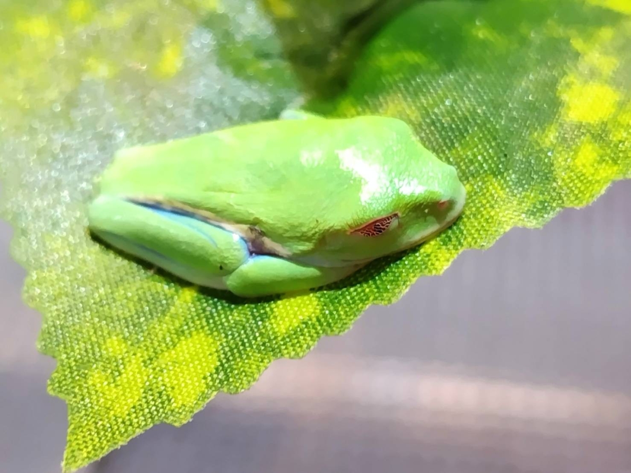 アカメアマガエル(2)