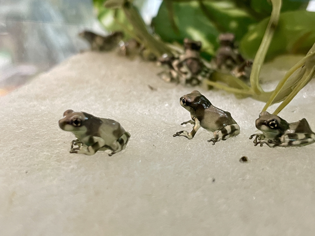 ミルキーフロッグ(3)