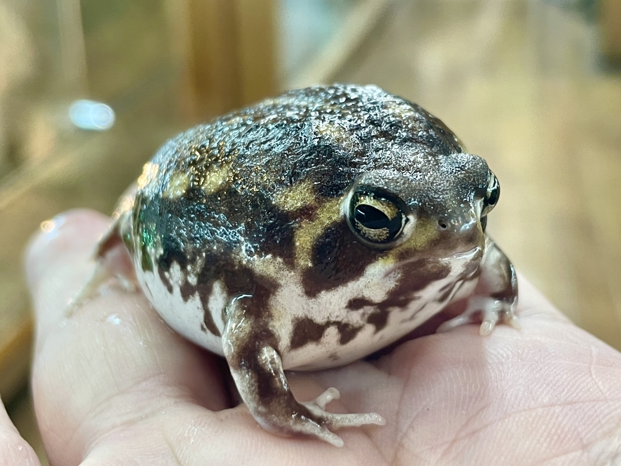 アメフクラガエル(3)