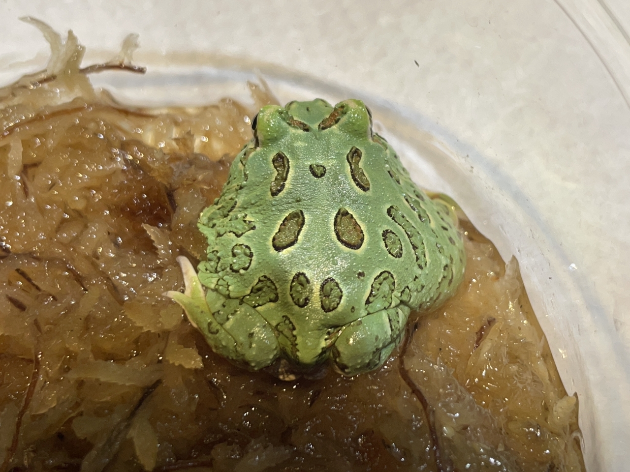 クランウェルツノガエル（ペパーミント）(2)