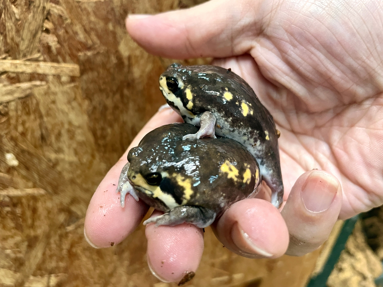 パワーズフクラガエル(4)