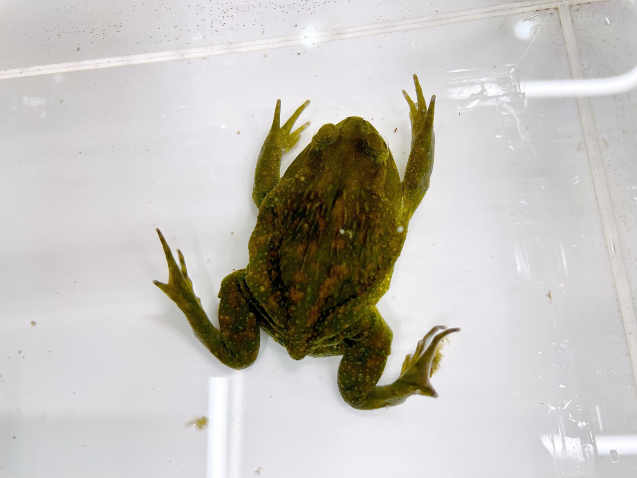 ヘルメットガエル(3)