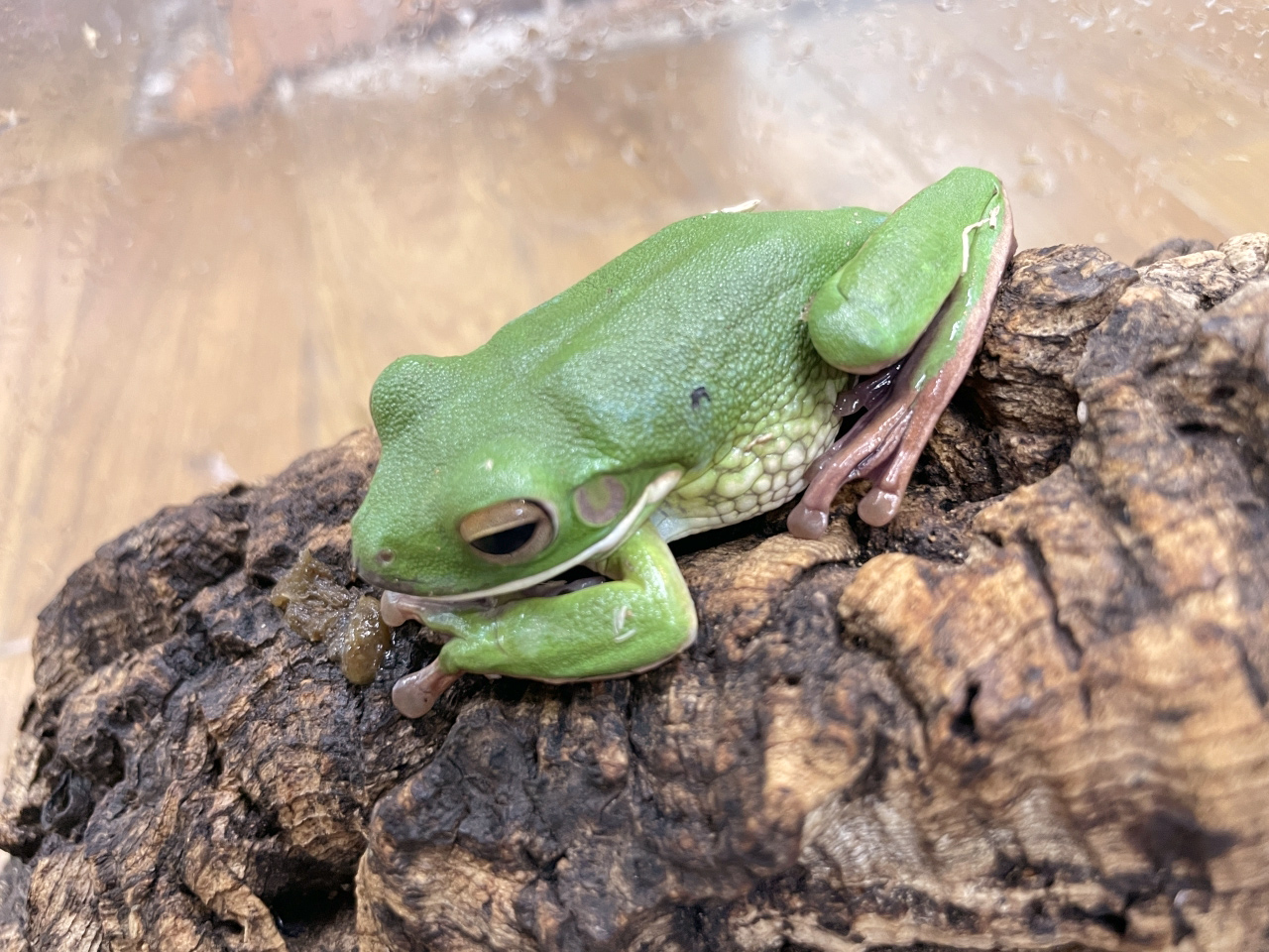 クツワアメガエル(3)