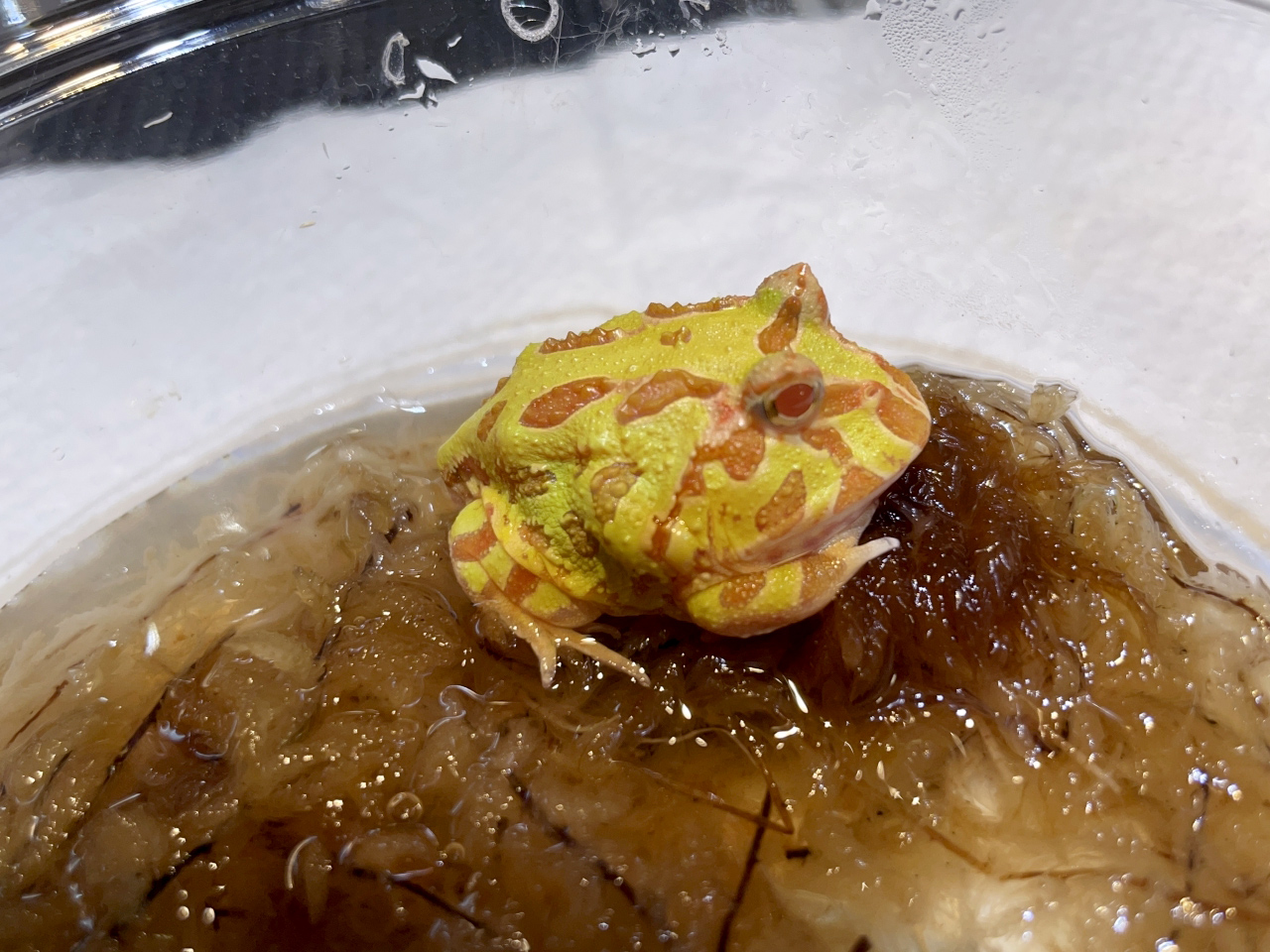 クランウェルツノガエル（アルビノ）(2)