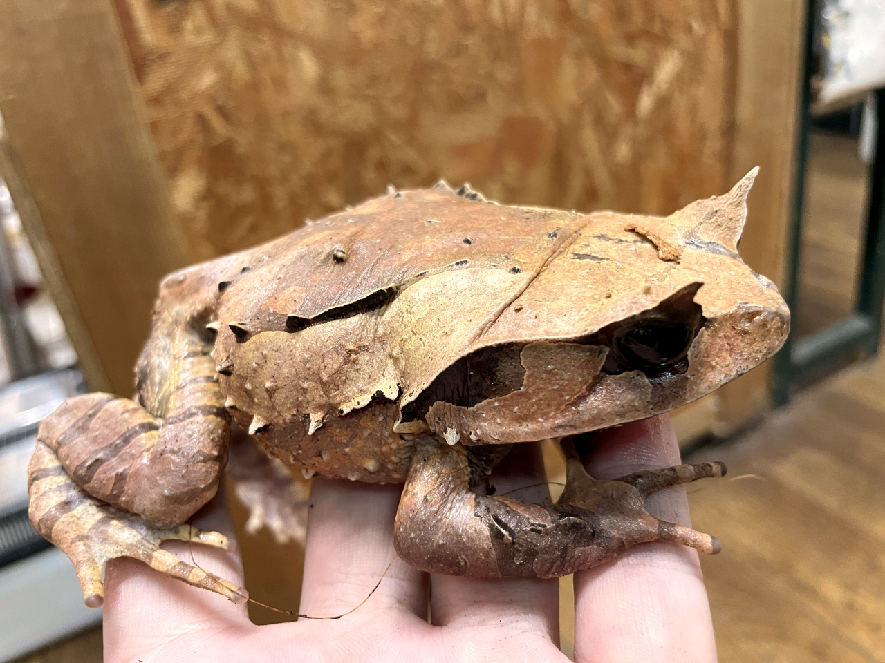 インターメディアフトコノハガエル(4)