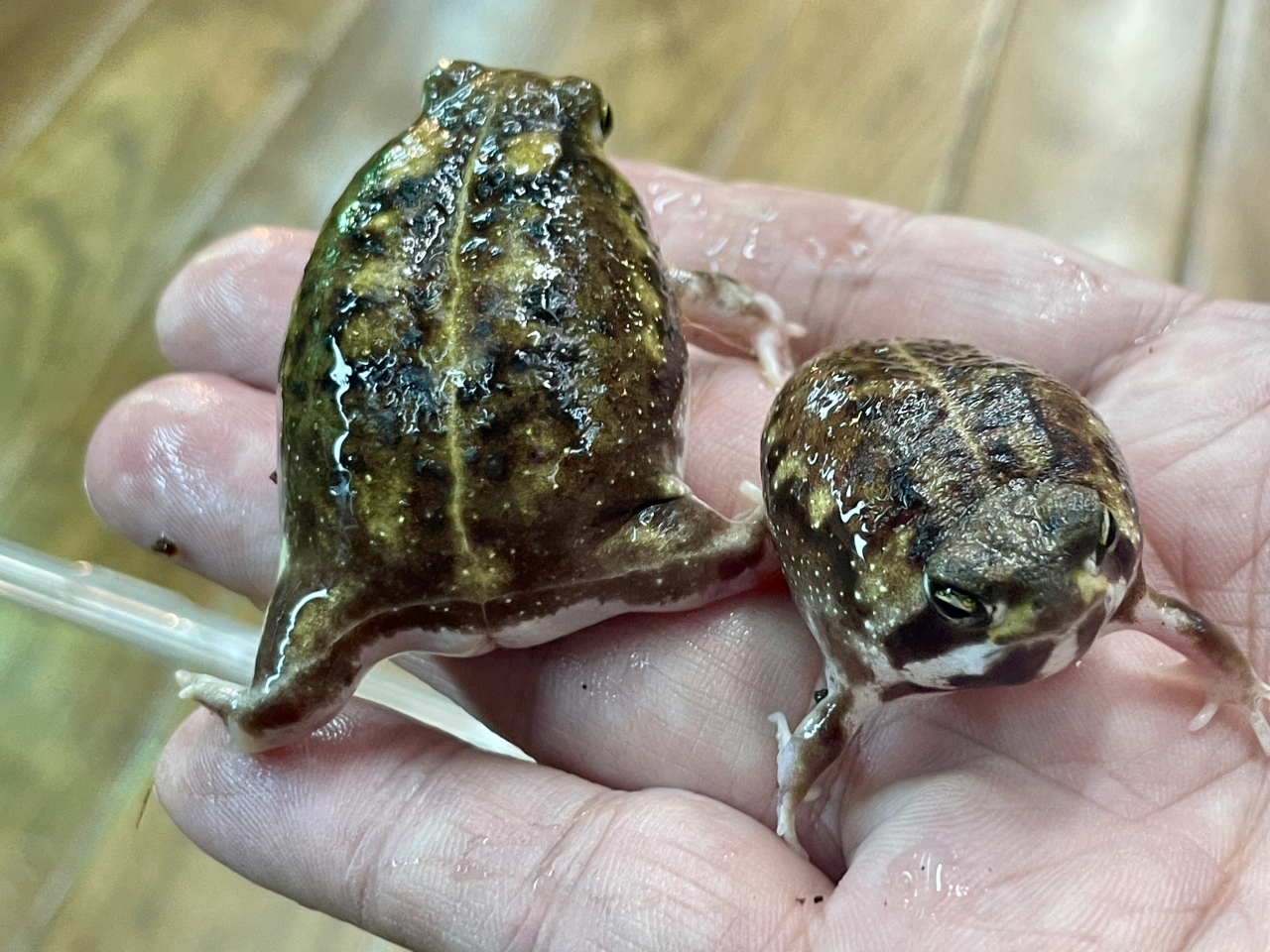 アメフクラガエル(2)