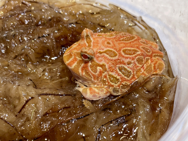 クランウェルツノガエル（ストロベリー）