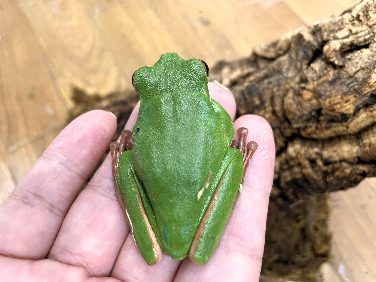 クツワアメガエル(2)