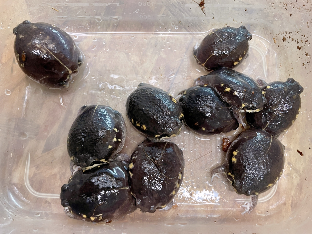 パワーズフクラガエル(2)