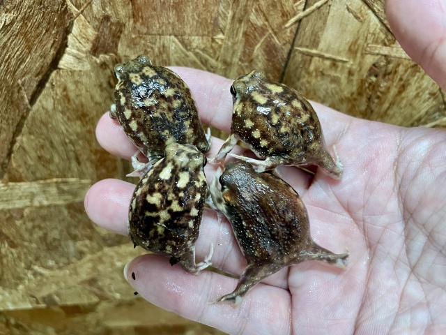 アメフクラガエル