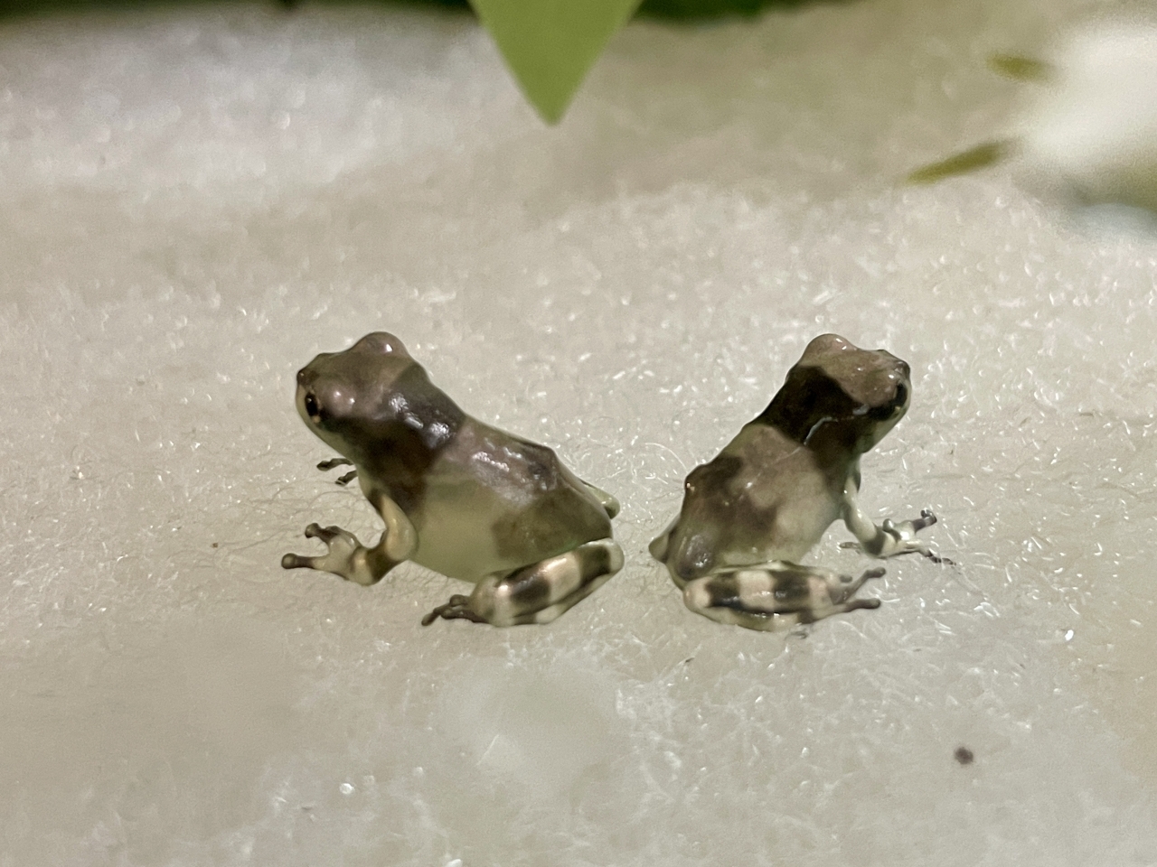 ミルキーフロッグ(2)