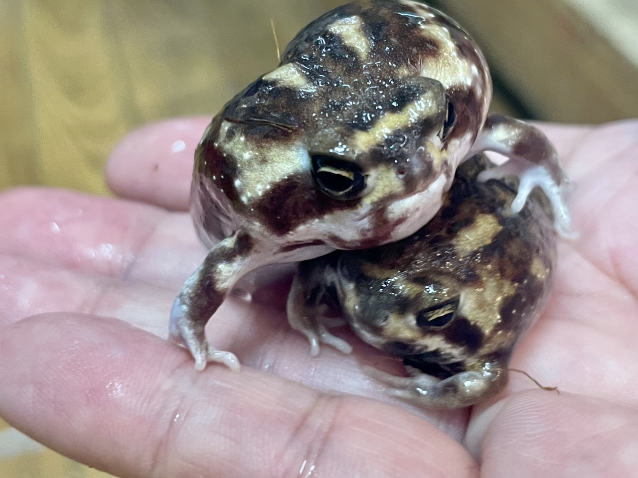 アメフクラガエル(5)