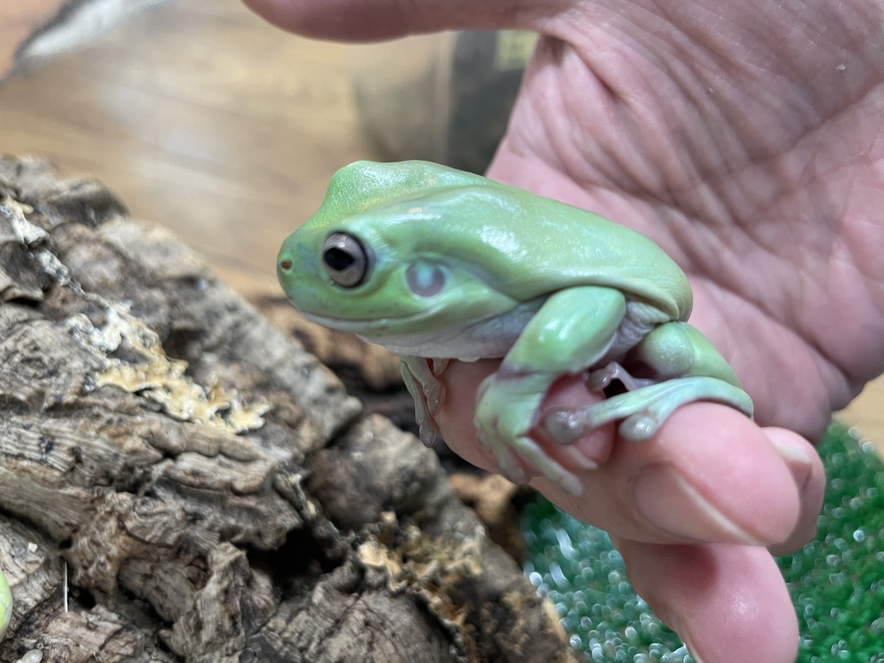 イエアメガエル(3)