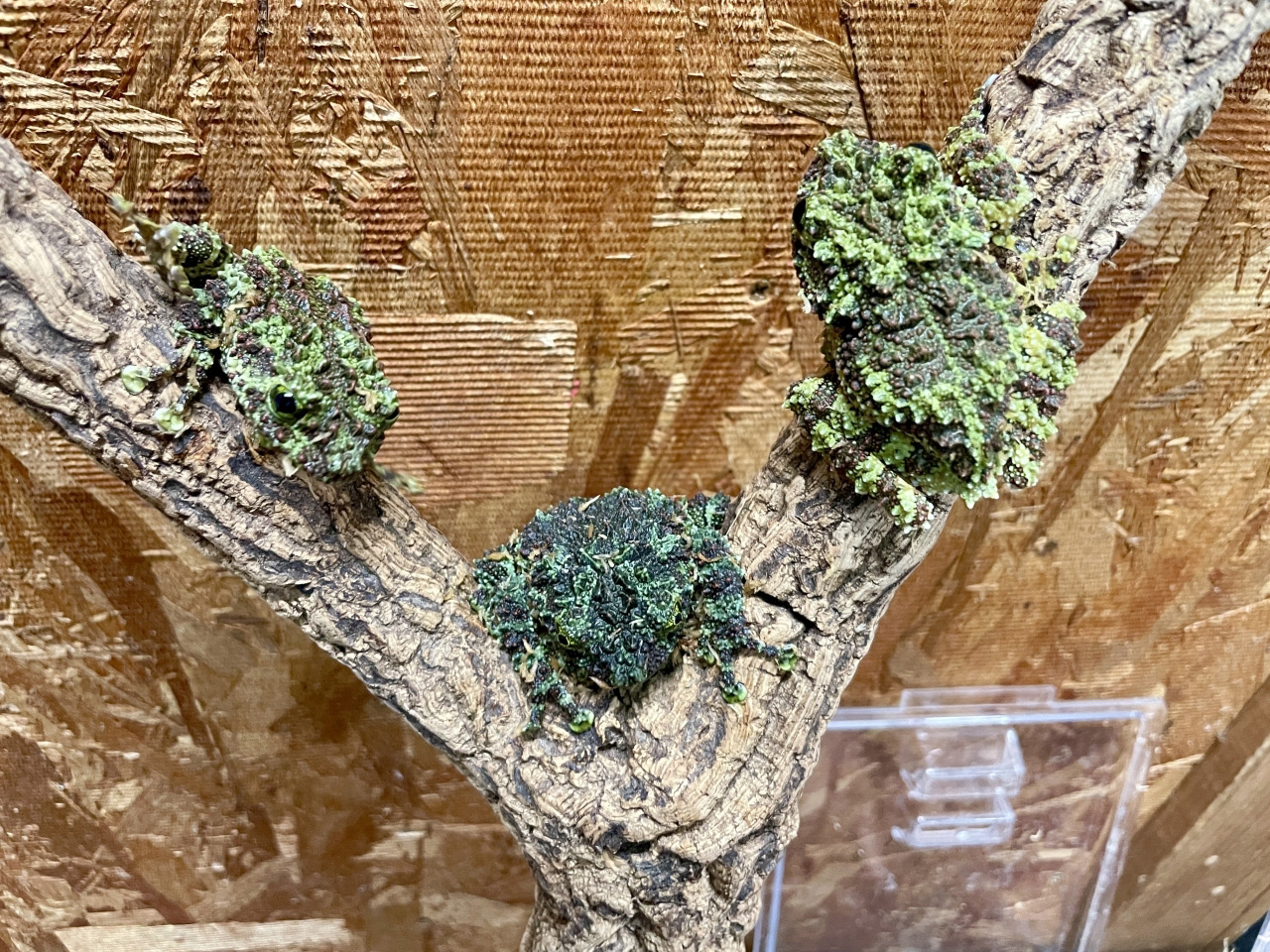 ベトナムモッシーフロッグ(1)