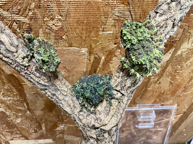 ベトナムモッシーフロッグ