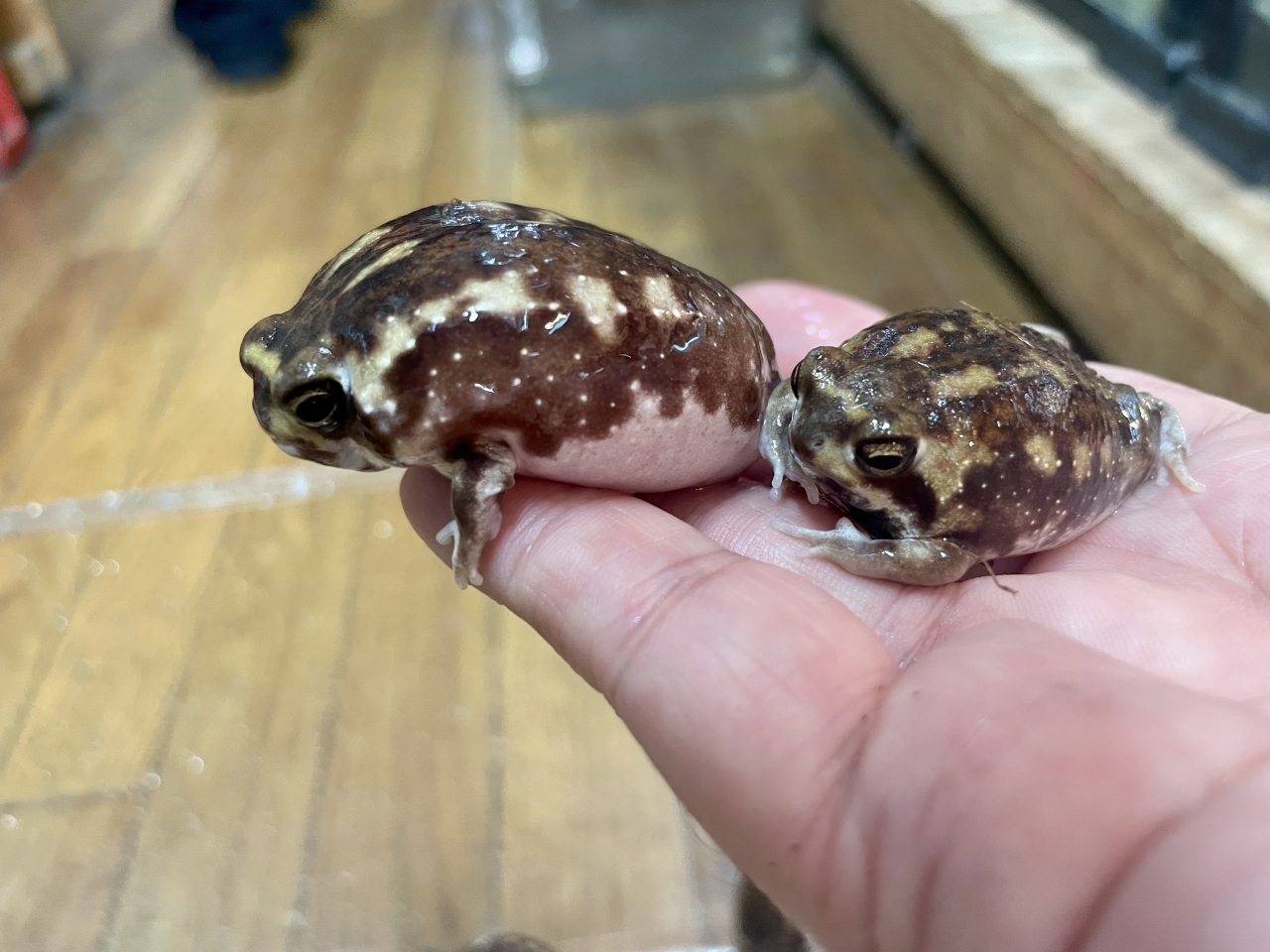 アメフクラガエル(4)