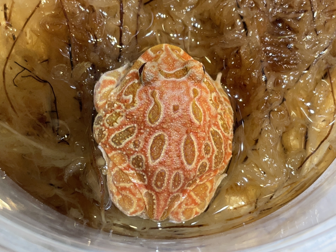 クランウェルツノガエル（ストロベリー）(2)