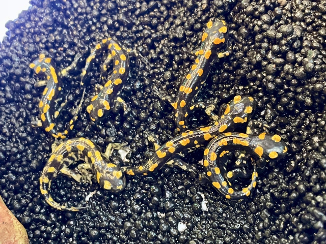 ムジハラファイアサラマンダー