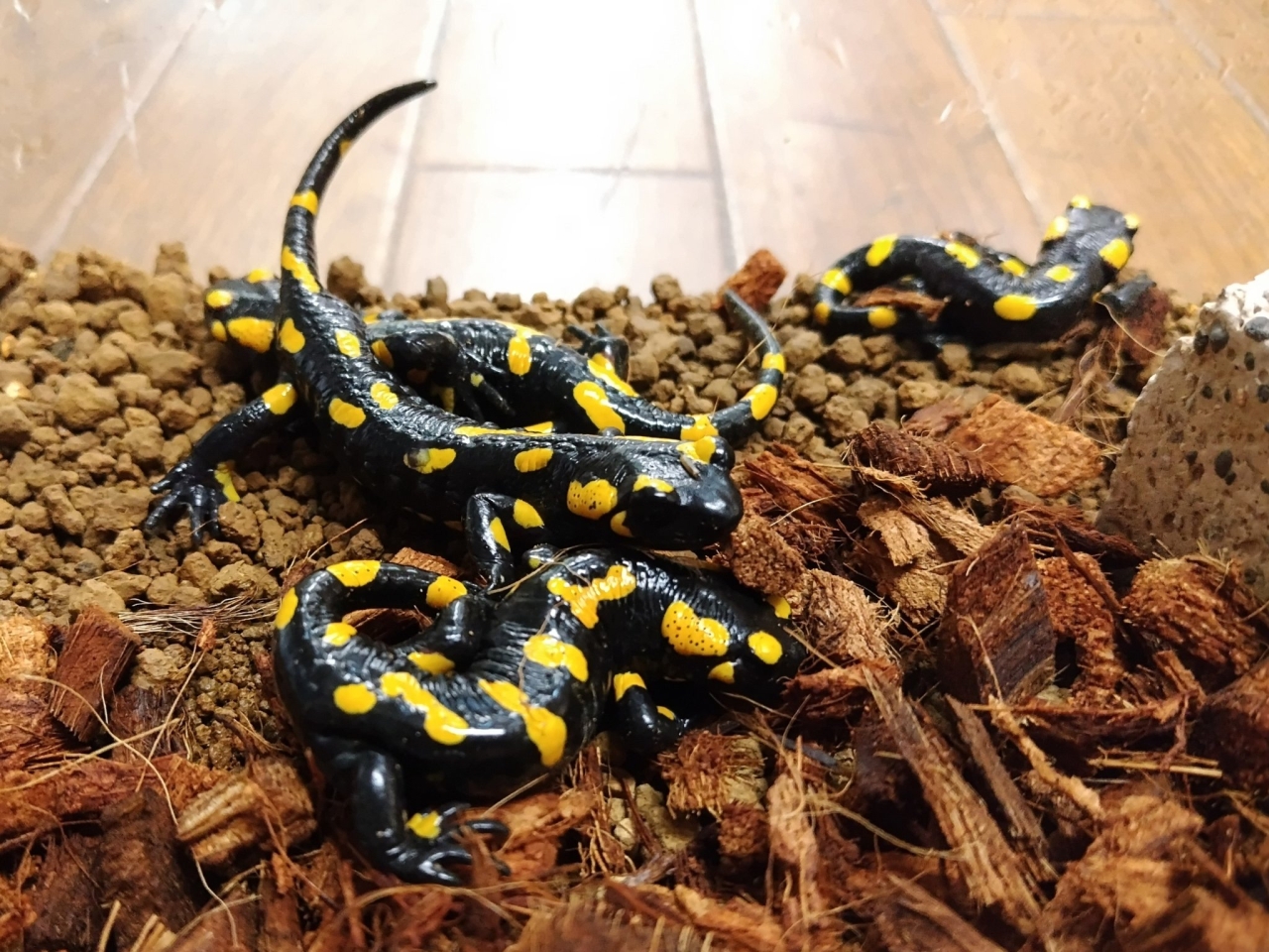 ファイアサラマンダー(1)