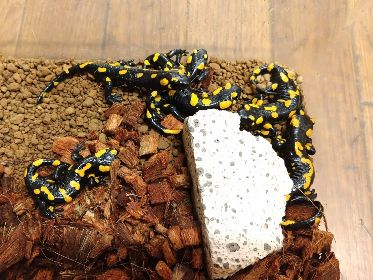 ファイアサラマンダー(2)