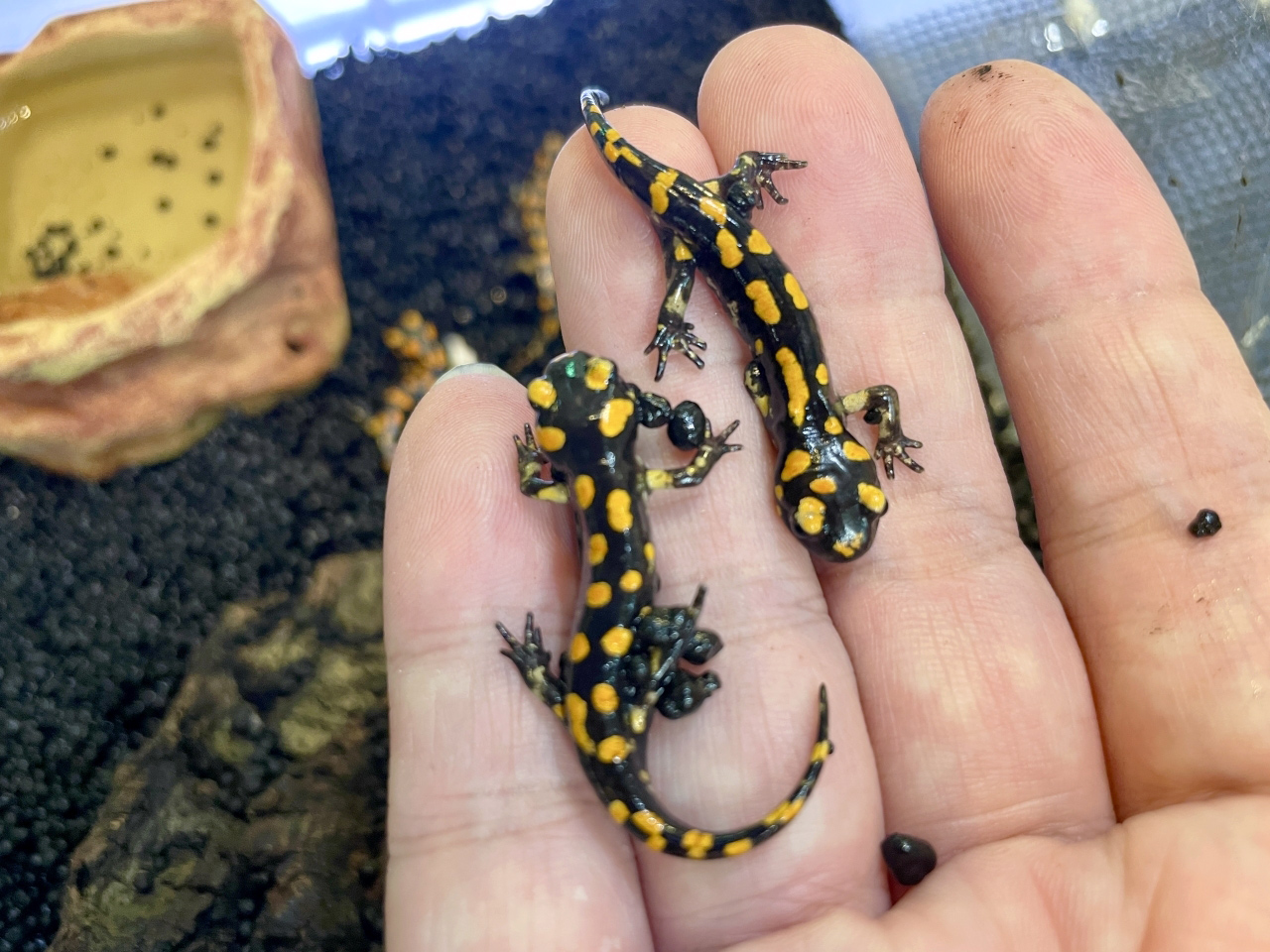 ムジハラファイアサラマンダー(2)