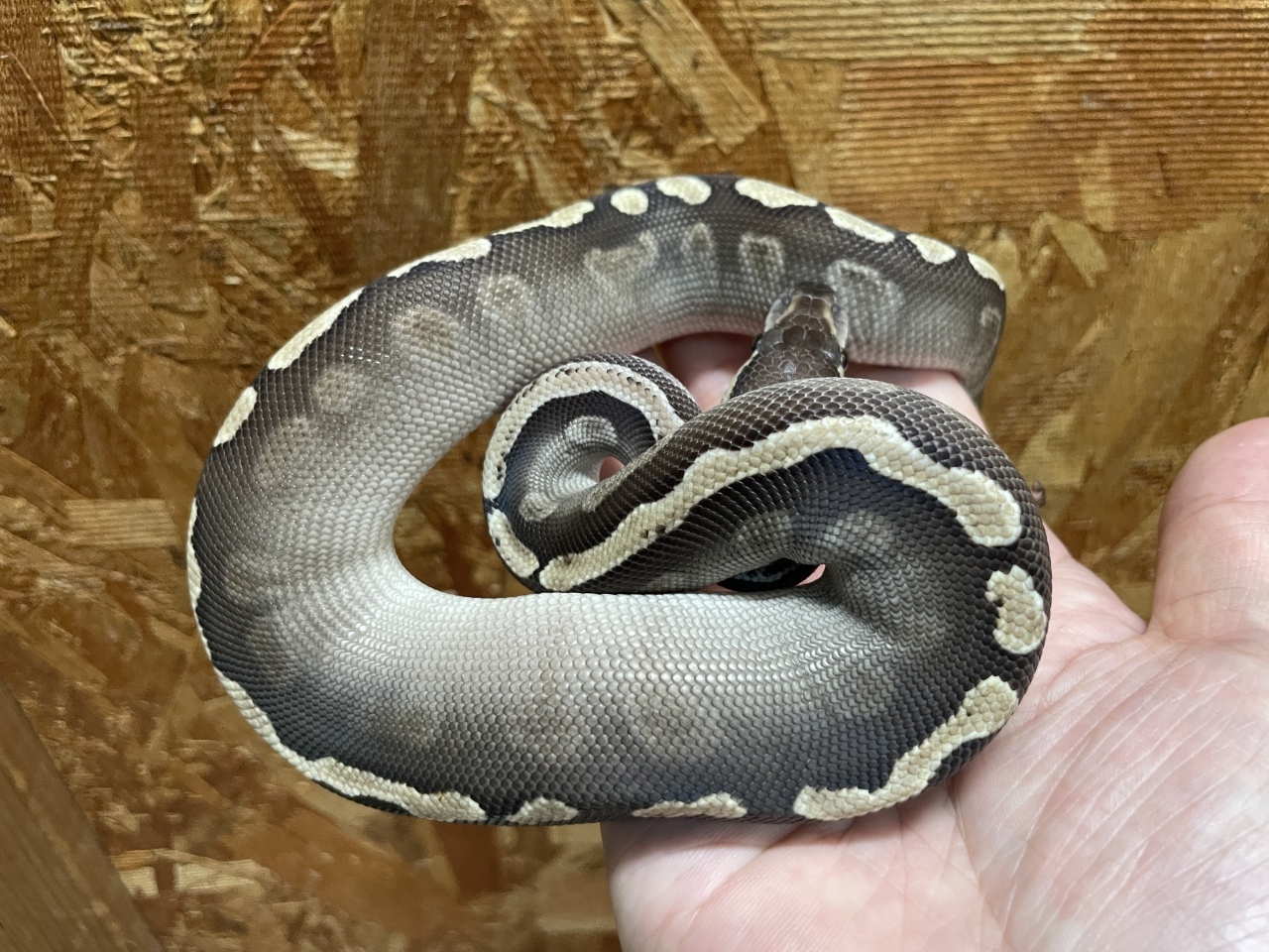 ボールパイソン（GHIモハベ）（No.2）(2)