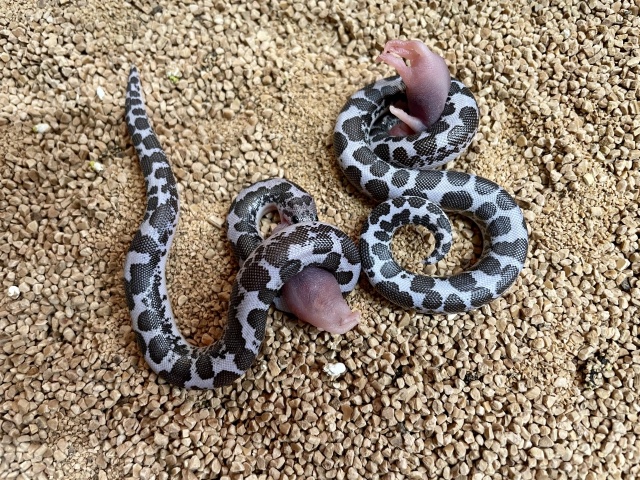 ケニアサンドボア（アネリ）