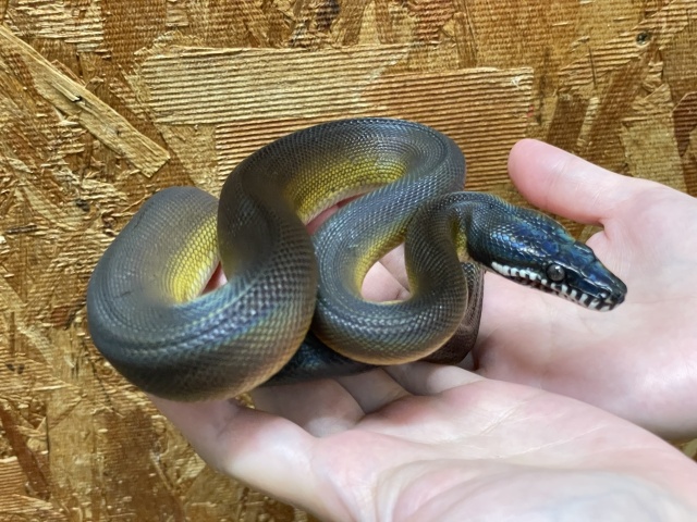 アルバーティスパイソン