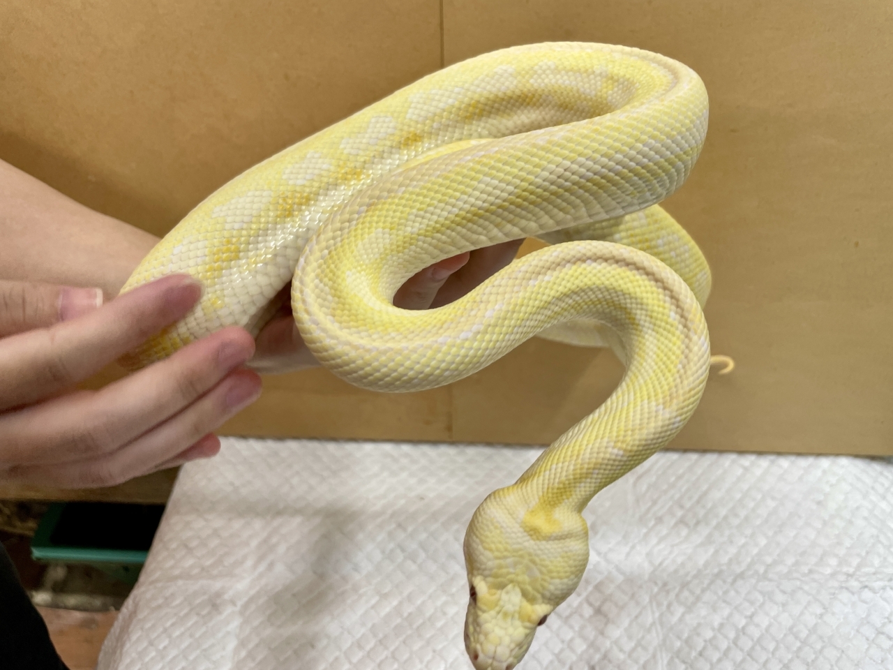 アルビノカーペットパイソン（レッドライン）(3)