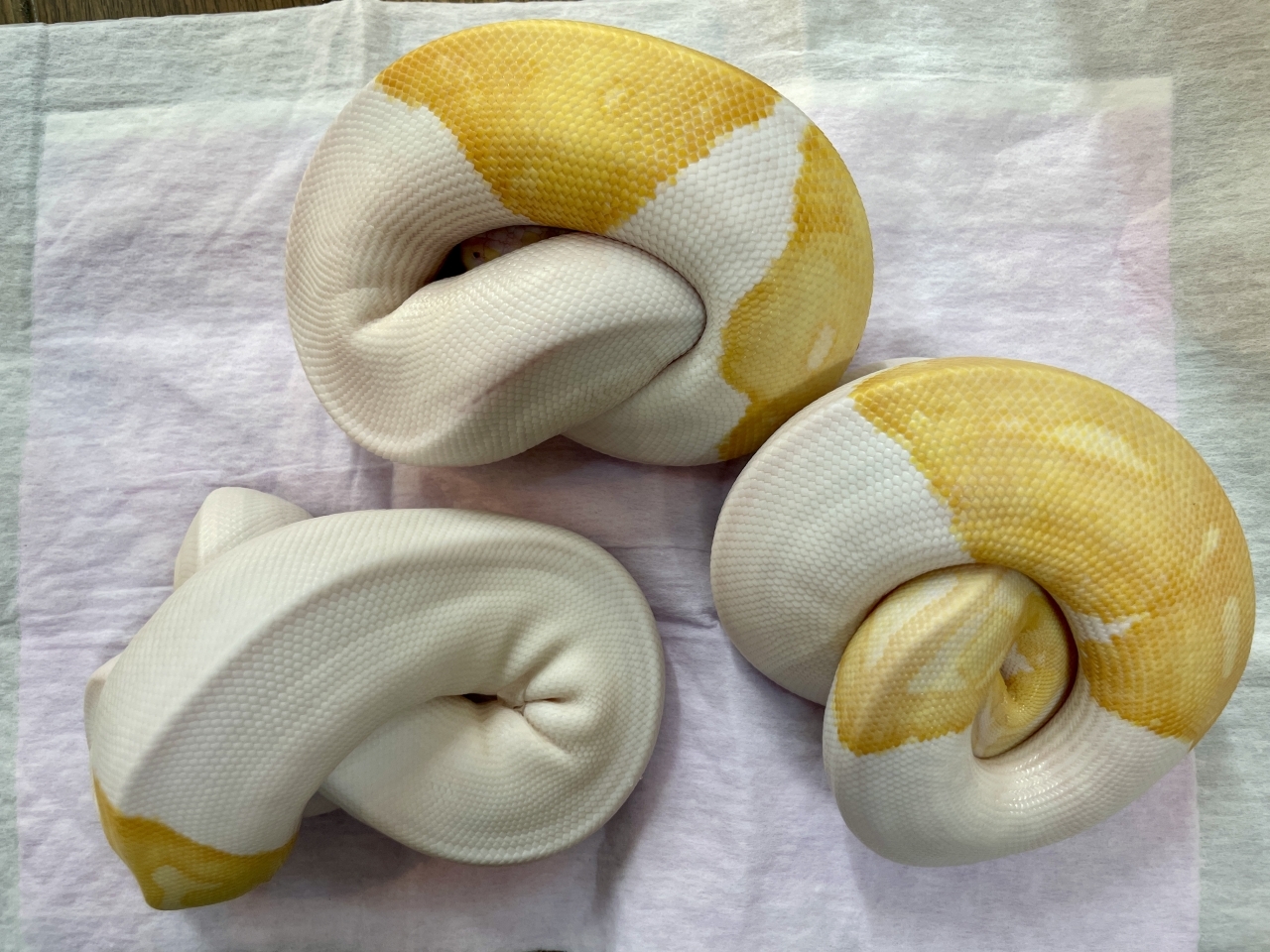ボールパイソン（アルビノパイ）(2)