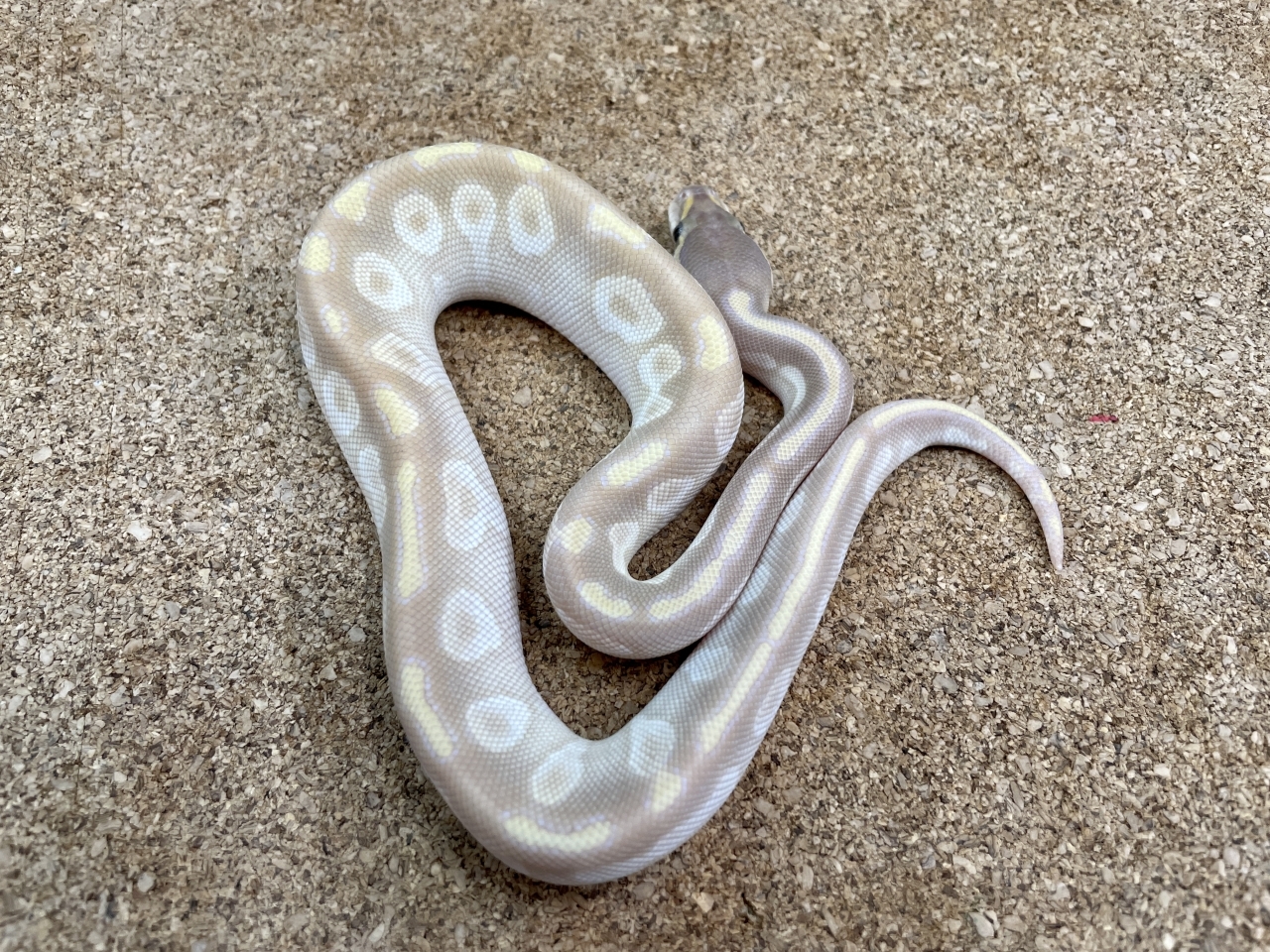 ボールパイソン（モハベクリスタル）（No.24）(2)