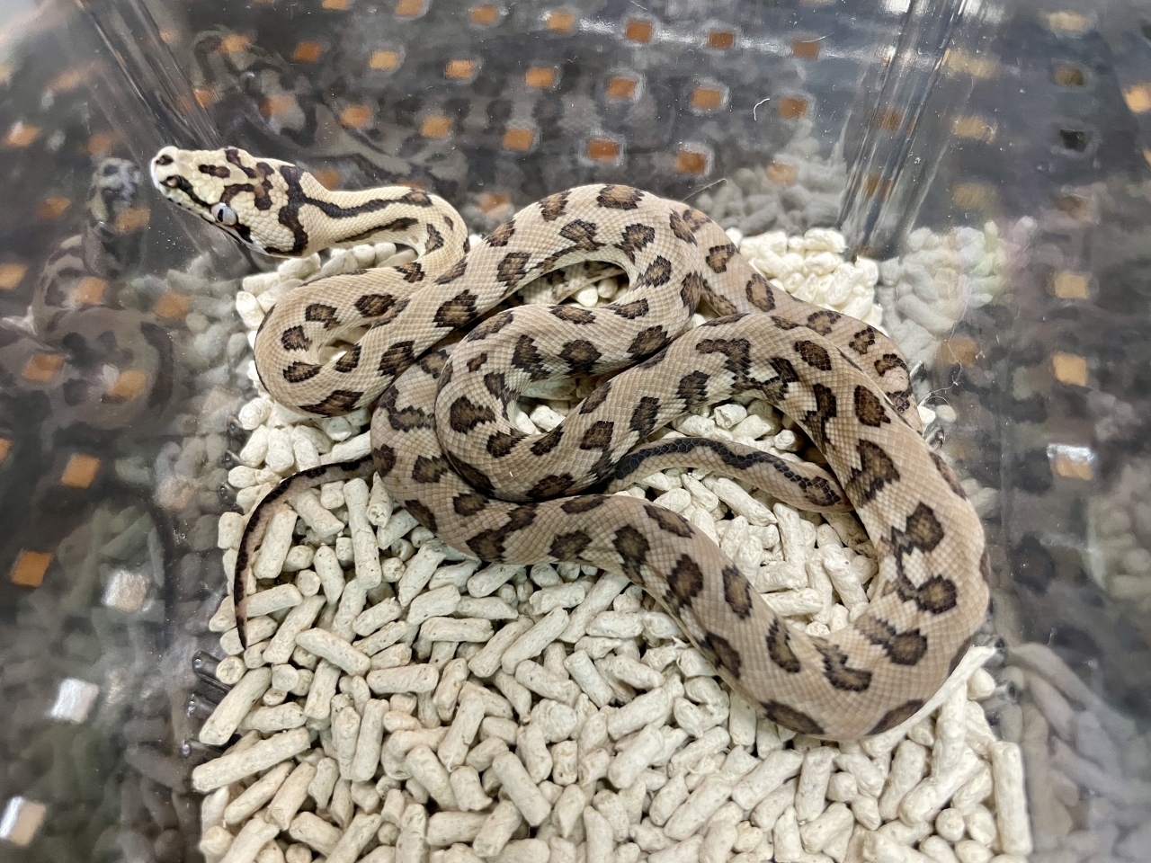 カーペットパイソン（ジャガーhetグラナイト）(1)