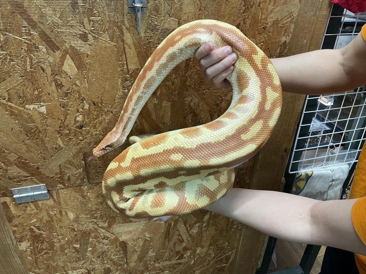 マラヤンブラッドパイソン（T-アルビノpossマトリックス）(2)