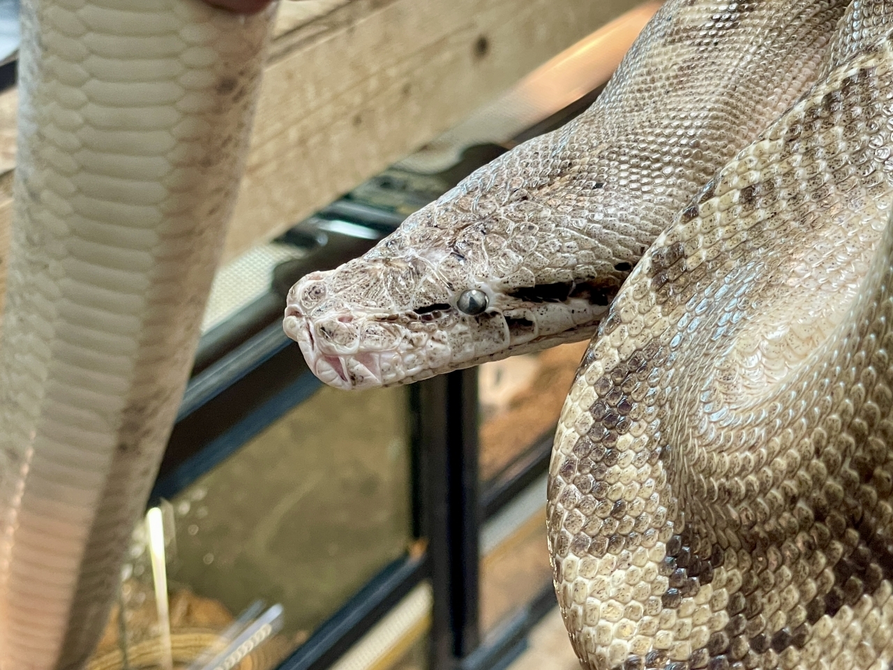 マラヤンブラッドパイソン（アイボリー）(2)