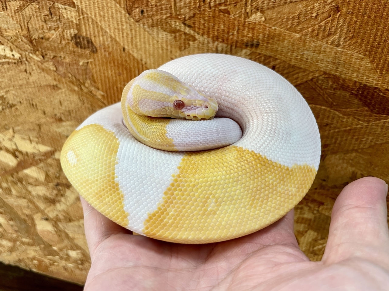 ボールパイソン（アルビノパイ）(4)