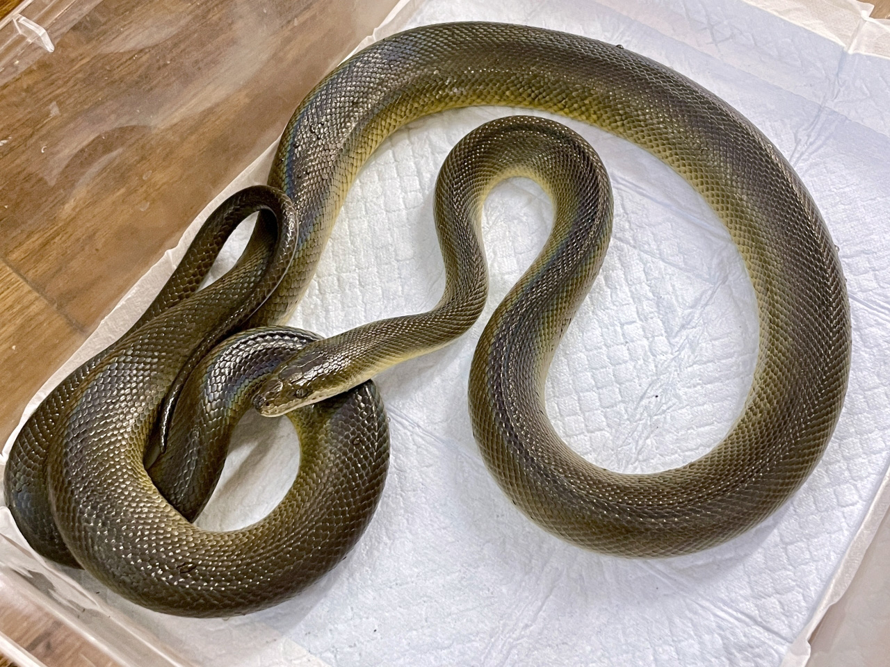 ウォーターパイソン(3)